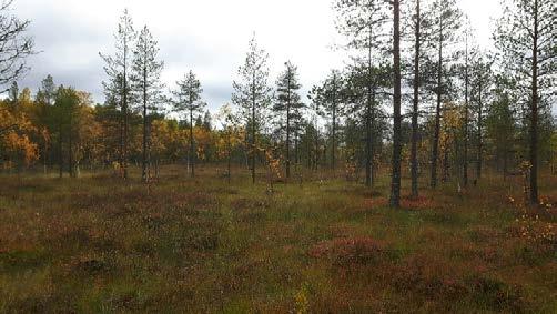 isovarpurämettä (vasen kuva).