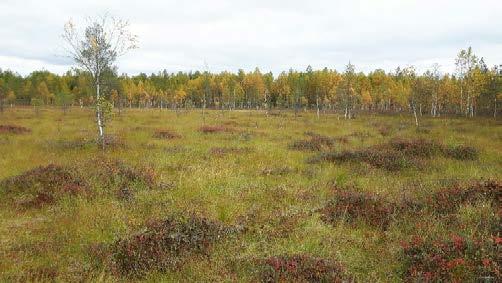 minerotrofiselle sararämeelle ja nevarämeen reunaan.