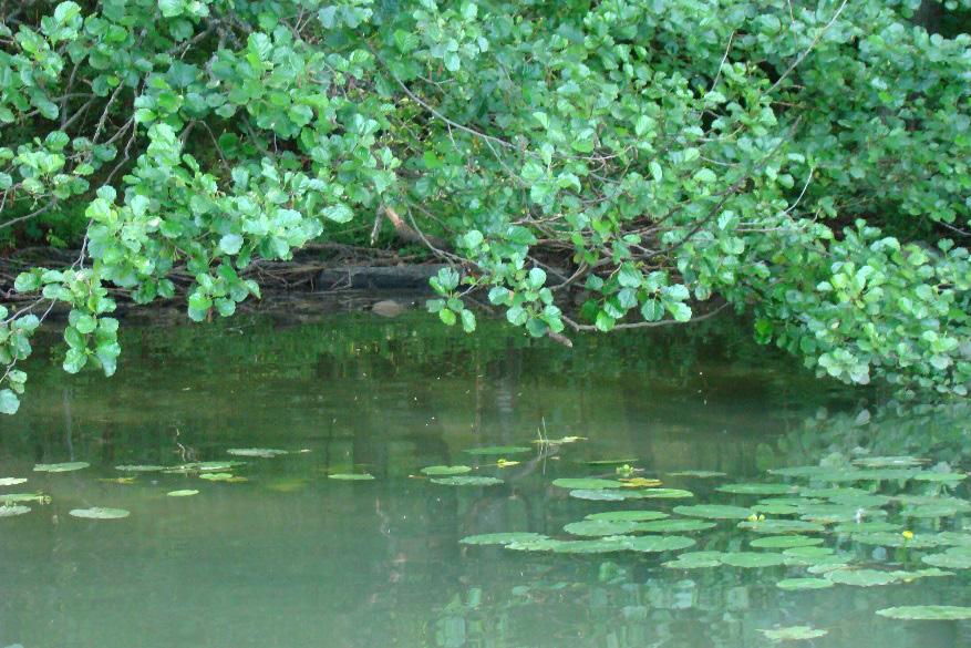 Taulukko 7. Linjan 2 kasvilajit ja lajien ravinteisuusluokka. Linja 2. Kasvilajit Ravinteisuusluokka Butomus umbellatus L.