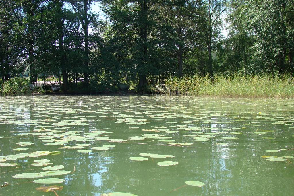 Taulukko 1. Linjan 6 kasvilajit ja lajien ravinteisuusluokka. Ravinteisuusluokka Carex acuta L. Viiltosara m-e Equisetum fluviatile L. Järvikorte i Iris pseudacorus L.