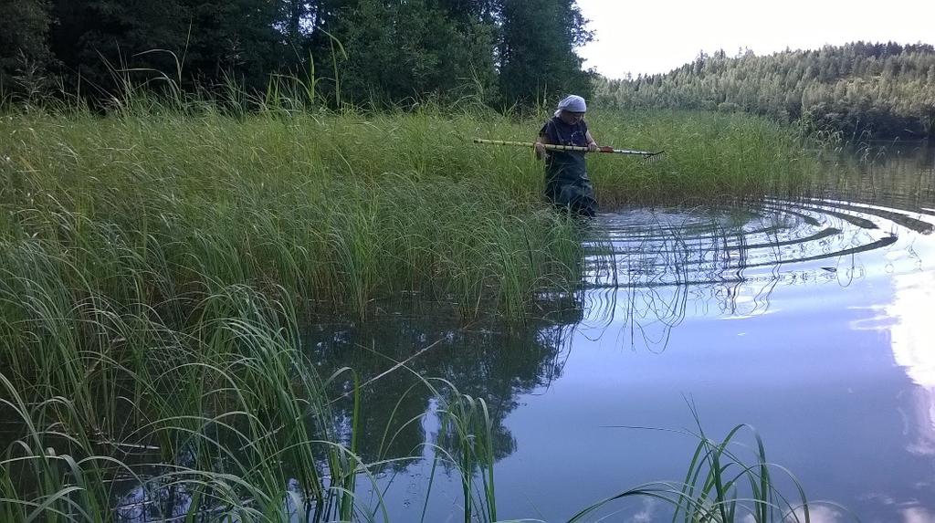 Linjan 8 kasvilajit ja lajien ravinteisuusluokka. Ravinteisuusluokka Carex acuta L. Viiltosara m-e Lysimachia vulgaris L. Linja 8. Kasvilajit Ranta-alpi Potamogeton perfoliatus L. Ahvenvita m Linja 8.