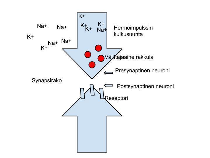 33 5.1 Hermoimpulssi Psykoottisten tilojen hoidossa käytettävien lääkkeiden vaikutus välittyy kehossa hermoimpulssien vaikutuksesta. Hermoimpulssit kulkevat hermosolua pitkin sähköimpulsseina.