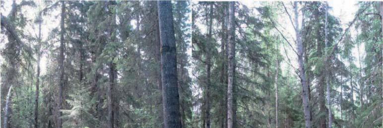 Kuva 4-3. Liito-oravan käyttämää metsää Louhunkankaan selvitysalueen lounaisosassa. 4.2 Möksyn alue Möksyn alueella on pääosin käytössä olevia tai käytöstä poistettuja turvetuotantoalueita.