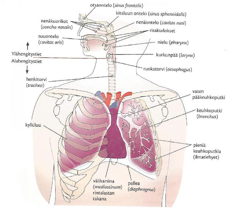 10 Kuva 1. Hengityselinjärjestelmä (Leppäluoto ym. 2013, 196). Ylähengitysteihin kuuluvat nenäontelo (cavitas nasi), nielu (pharynx) (Laitinen, A.