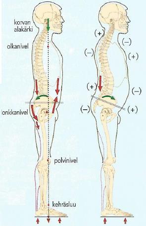 47 Kuva 15. Lihastasapaino hyvässä ja huonossa ryhdissä (Litmanen ym. 2003,