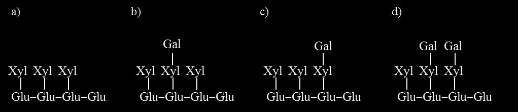 13 Kuva 3. Ksyloglukaanin rakenne. Pääketju β-(1 4)-D-Glcp. Pääketjuun on kiinnittynyt O-6-asemaan α-dxylp, joissa saattaa olla O-2 asemassa sitoutuneena myös β-d-galp.