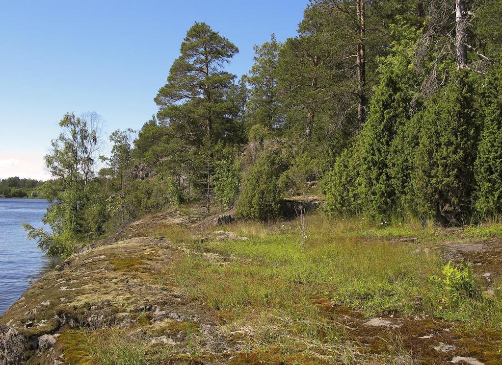 Kuva 2. Vuohisaaren rantakallio. Valokuva Markku Nironen. Kaartilan alue Kaartilan alueen länsiosa on aidattua teollisuusaluetta. Ranta on pengerretty ja se toimii mm. hinaajien satamana (kuva 3).
