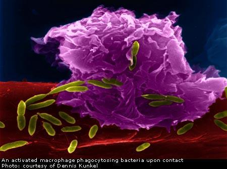 nanomateriaalien kerääntymistä elimistöön