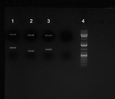 25 ja HPEV1-insertit eristettiin geeliltä ja puhdistus suoritettiin Macherey-Nagelin NucleoSpin Extract- puhdistuskitin avulla.