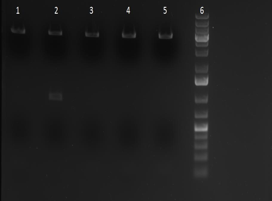 27 Kuva 5. FastDigest BamHI:lla ja HindIII:llä käsiteltyt rekombinantit FastBac -vektorit. Rivi 1. HPEV1, 2. CAV9, 3. CBV3, 7. 1kb DNA-kokostandardi.