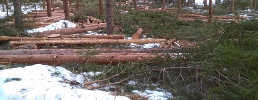 HANKETOIMINTA Ulkopuolisen rahoituksen hanketoiminta saatiin kunnolla käyntiin vuoden 2016 aikana ja Manner- Suomen maaseuturahastosta rahoitettiin monia hankkeita mhy:lle.