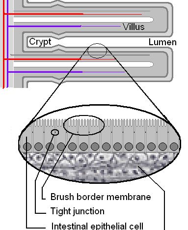 emulsiopratikkelien pääsyn