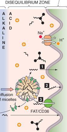 Rasvahappojen soluunottoa edistävät tekijät: 1) FA:n pitoisuus korkea enterosyytien läheisyydessä 2) FA:n (ym) irtoaminen miselleistä (efflux) helpompaa 2) Alhainen ph (Na + /H + vahtaja) protonoi