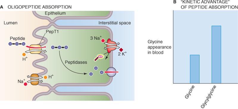 Edullista absorboida peptidejä =>