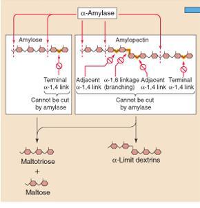 Hiilihydraattien digestio ja imeytyminen Tärkkelys (amyloosi ja amylopektiini), glykogeeni Suussa Syljen