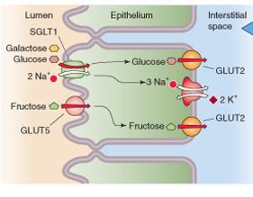 Monosakkaridien kuljettajat SLGT1 GLUT5