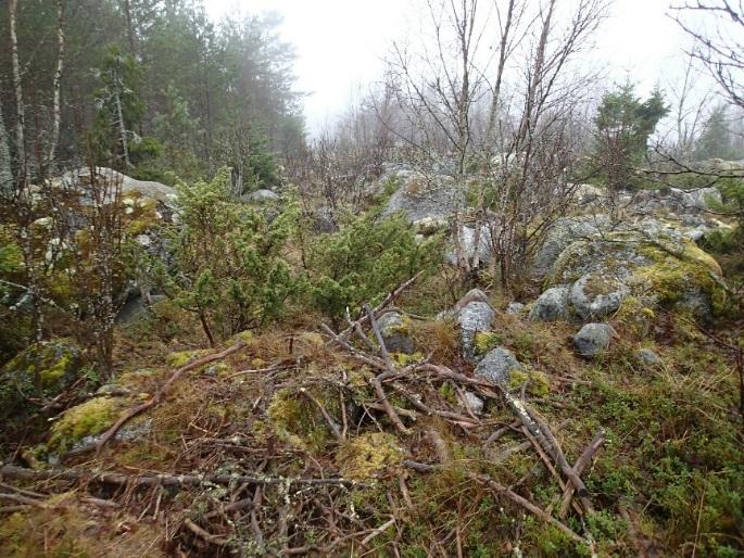 17 Läntisin läntisen ryhmän majanpohjista (tomtning 3) kuvattuna