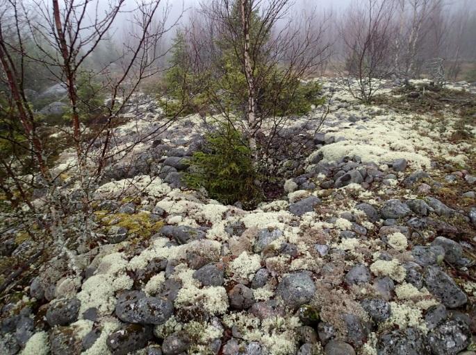 Itäinen majanpohja (tomtning 4) suuren maakiven vieressä.