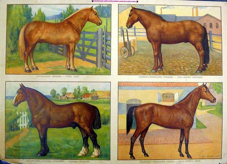 11 Kuva 2. Ebba Masalinin maalaama, 1920-luvulla julkaistu opetustaulu, jossa esitetään suomenhevosen lisäksi kolme muuta hevosrotua.