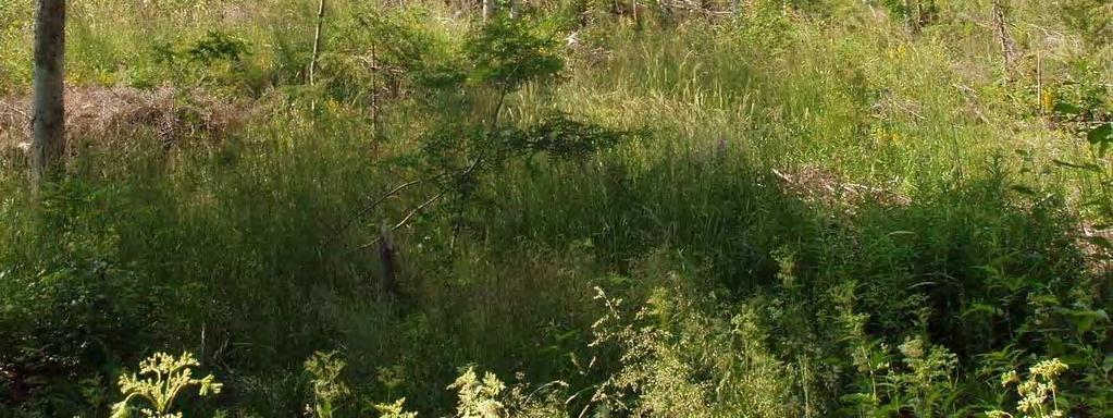 Syväri (8047 ha, keskisyvyys 6,99 m, suurin syvyys 41,0 m) on säännöstelty, ruskeavetinen, runsashumuksinen, rantaviivaltaan