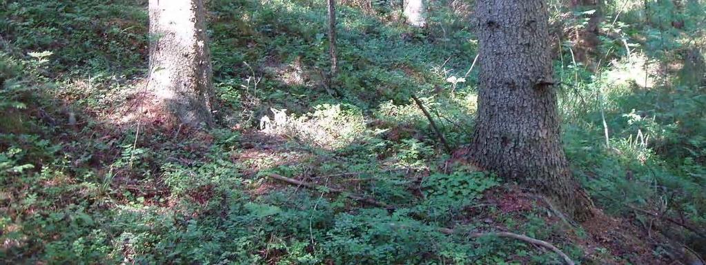 Pensaskerroksessa kasvaa runsaasti katajaa. Heinäisen kenttäkerroksen valtalajeja ovat metsäkastikka ja metsälauha. Muuta lajistoa mm.