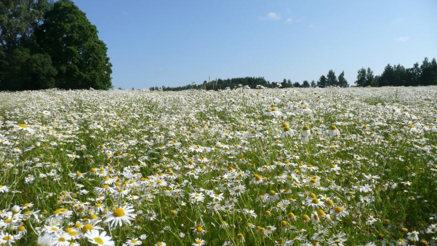 Tilakierrokset 2011 (102 lohkoa) Rikkakasvit Pahoja rikkakasviongelmia osalla lohkoista, suurin osa kuitenkin ok Selvästi yleisimmät rikkakasvit: Saunakukka (57) Juolavehnä (50) Ohdake (45) Melko