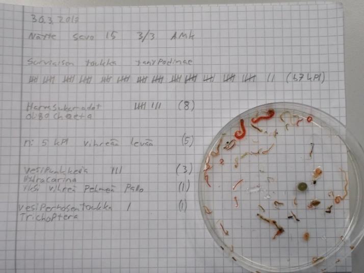 63 Kuva 95. Puruveden Savonlahden edustan ulappa-alueen havaintopaikan 15 rinnakkaisnäytteestä III/III löydetyt pohjaeläimet kevättalvella 2017. Kuva 96.