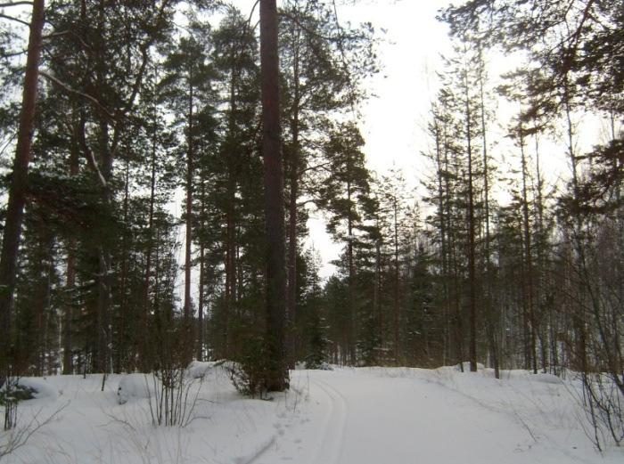 3 LÄHTÖKOHDAT 3.1 Selvitys suunnittelualueen oloista 3.1.1 Luonnonympäristö Suunnittelualueelle on tehty luontoselvitys vuonna 2009 (Nironen M., Enviro Oy), ks. liite.