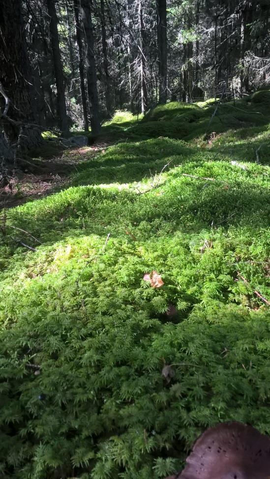 Hajut palauttavat muistot ja vaikuttavat voimakkaasti tunteisiin.