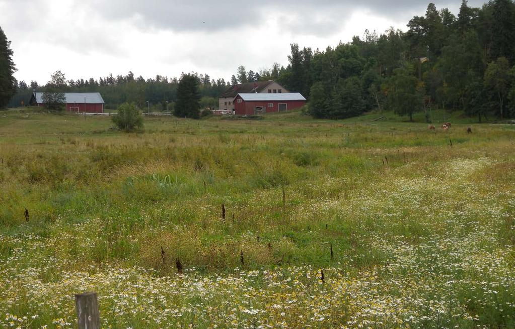 Kuva 15. Kohteessa kulkeva oja tulvii voimakkaasti ja kuljettaa mukanaan lietettä Mallusjärveen.