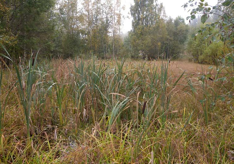 Kuva 21. Kohteessa sijaitseva pienempi allas on melkein umpeenkasvanut. Tyhjentämällä sen ja rakentamalla yhteyden ojaan saisi kohteeseen perustettua vesiensuojelua edistävän kosteikon (kohde 18).