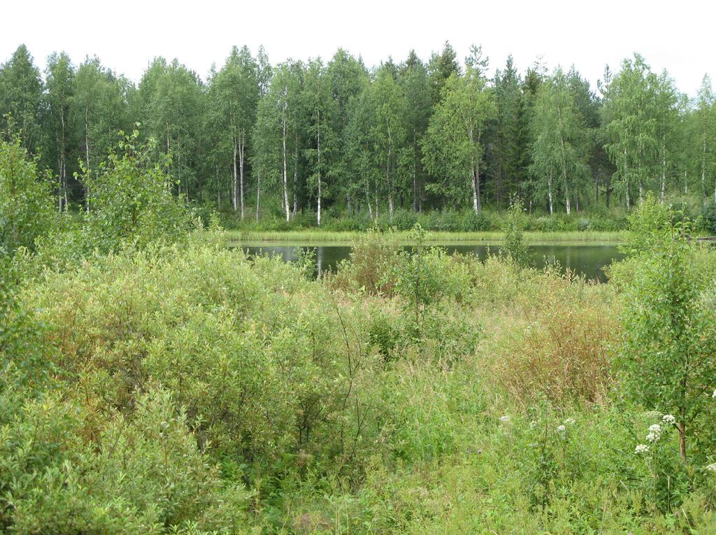 Luonnollisen näköisiä puuryhmiä on suositeltavaa jättää maisemapuiksi. Täysin puustottuneiden kohtien raivaus ei ole välttämätöntä. 42.