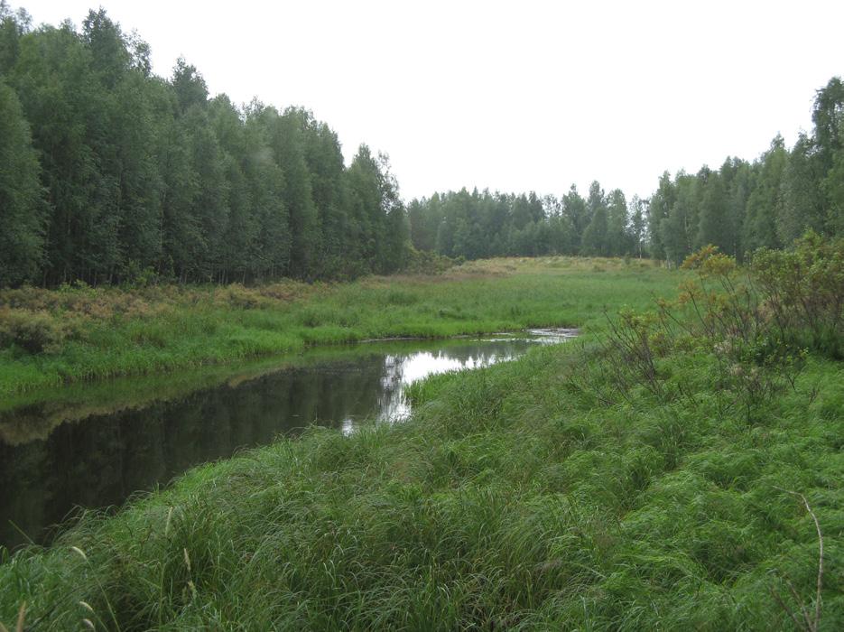 Perinnebiotoopiksi luettava tulvaniitty on saravaltainen ja pahasti pajuttunut, mutta se on aidattu laitumeksi. Ruokohelpi, rantatädyke, mesiangervo ja siperiansinivalvatti kasvavat niityllä.