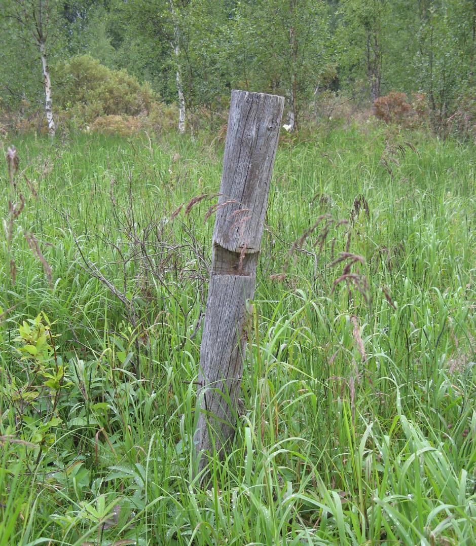 24. Aittamaantie, muu LUMO-kohde (0,5 ha) Pellolla lähellä tien reunaa on nuorta koivua kasvava metsäsaareke. Omistaja on vesonut saarekkeelta silloin tällöin koivuja.