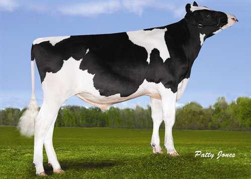 Sunshine GINARY SUNSHINE 0200HO03968 NUMERO UNO x BOLTON x GOLDWYN AMIGHETTI NUMERO UNO GINARY BOLTON SONJA EX-90-7YR-CAN 7* SANDY-VALLEY BOLTON GINARY GOLDWYN SERENDIPITY VG-87-5YR-CAN 2* BRAEDALE