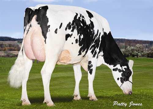 Afterhours HOWARD-VIEW AFTERHOURS 0200HO02774 AFTERSHOCK x GOLDWYN x IGNITER MS ATLEES SHT AFTERSHOCK COMESTAR LAUTELLA GOLDWYN VG-87-5YR-CAN 9* BRAEDALE GOLDWYN COMESTAR LAUTELMA IGNITER