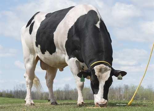 Control JK EDER-I CONTROL 0200HO03829 SNOWMAN x BOLTON x SHOTTLE FLEVO GENETICS SNOWMAN TL TV TY GIESSEN CINDERELLA 20 TY VG-87-2YR-NLD 8* SANDY-VALLEY BOLTON GIESSEN CINDERELLA