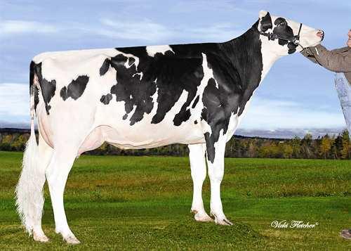 Bing MARBRI BING 0200HO03830 WINDBROOK x BAXTER x GOLDWYN GILLETTE WINDBROOK MARBRI BAXTER BREEZE VG-85-3YR-CAN 8* EMERALD-ACR-SA T-BAXTER GLENEIL GOLDWYN BOUNCE VG-87-5YR-CAN 5* BRAEDALE GOLDWYN