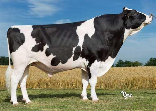 Numero Uno AMIGHETTI NUMERO UNO 0200HO07450 MAN-O-MAN x SHOTTLE x BOSS IRON LONG-LANGS OMAN OMAN AMIGHETTI SHOTTLE AVE TY VG-89-ITA PICSTON SHOTTLE ALUNDRA VG-89-4YR-ITA BOSS