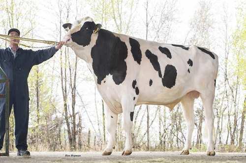 Capital Gain STANTONS CAPITAL GAIN 0200HO10362 MCCUTCHEN x OBSERVER x SHOTTLE DE-SU BKM MCCUTCHEN 1174 MS CHASSITY OBS CLAIRE VG-87-2YR-CAN 6* DE-SU OBSERVER REGANCREST CHASSITY