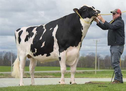 Doorman VAL-BISSON DOORMAN 0200HO06480 BOOKEM x SHOTTLE x GOLDWYN DE-SU 521 BOOKEM VAL-BISSON SHOTTLE IMELDA EX-91-6YR-CAN 8* PICSTON SHOTTLE VAL-BISSON GOLDWYN MAYA VG-88-6YR-CAN 33*