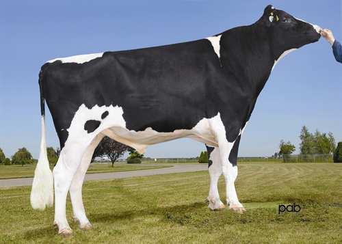 Tennessee *RC CLAYNOOK TENNESSEE RC 0200HO05979 MR BURNS *RC x GOLDWYN x ALLEN DUDOC MR BURNS *RC CLAYNOOK TICKLE GOLDWYN VG-89-4YR-CAN 9* BRAEDALE GOLDWYN CLAYNOOK TAMMY ALLEN