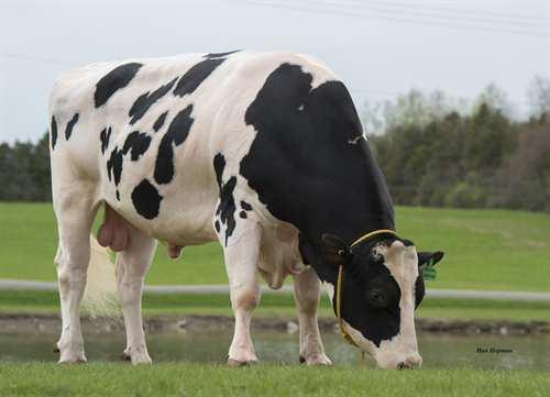 Lineman COMESTAR LINEMAN 0200HO10000 MOGUL x MAN-O-MAN x GOLDWYN MOUNTFIELD SSI DCY MOGUL COMESTAR LAUTAMAI MAN O MAN VG-87-2YR-CAN 9* LONG-LANGS OMAN OMAN COMESTAR