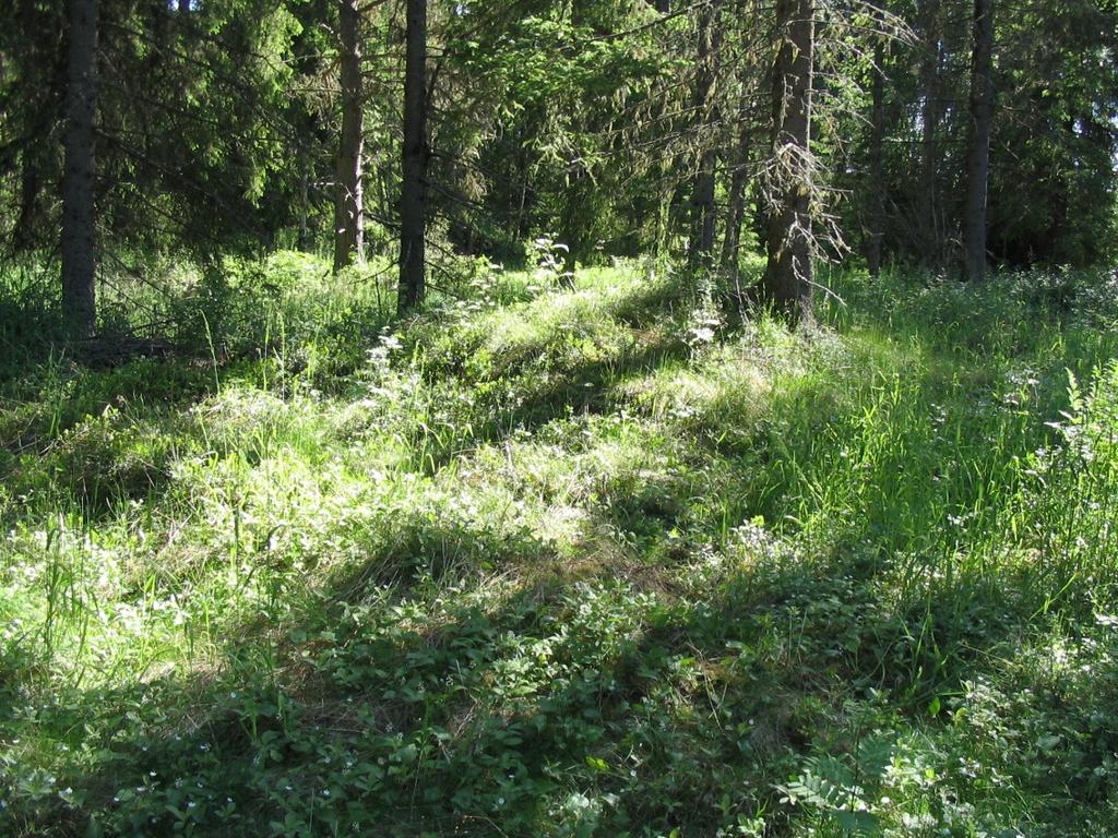 DG714:1. Parhalahti Vanhakartano.