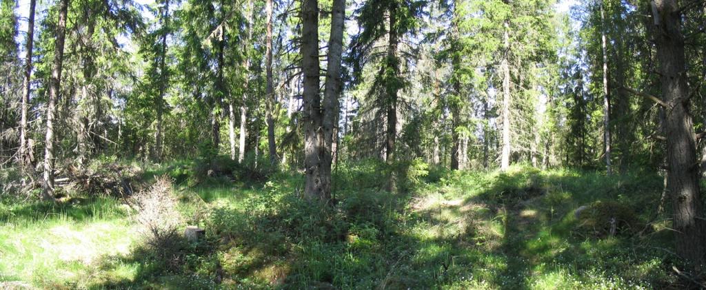 Kuvan keskellä on kivetyn uunin paikka. Lännestä.