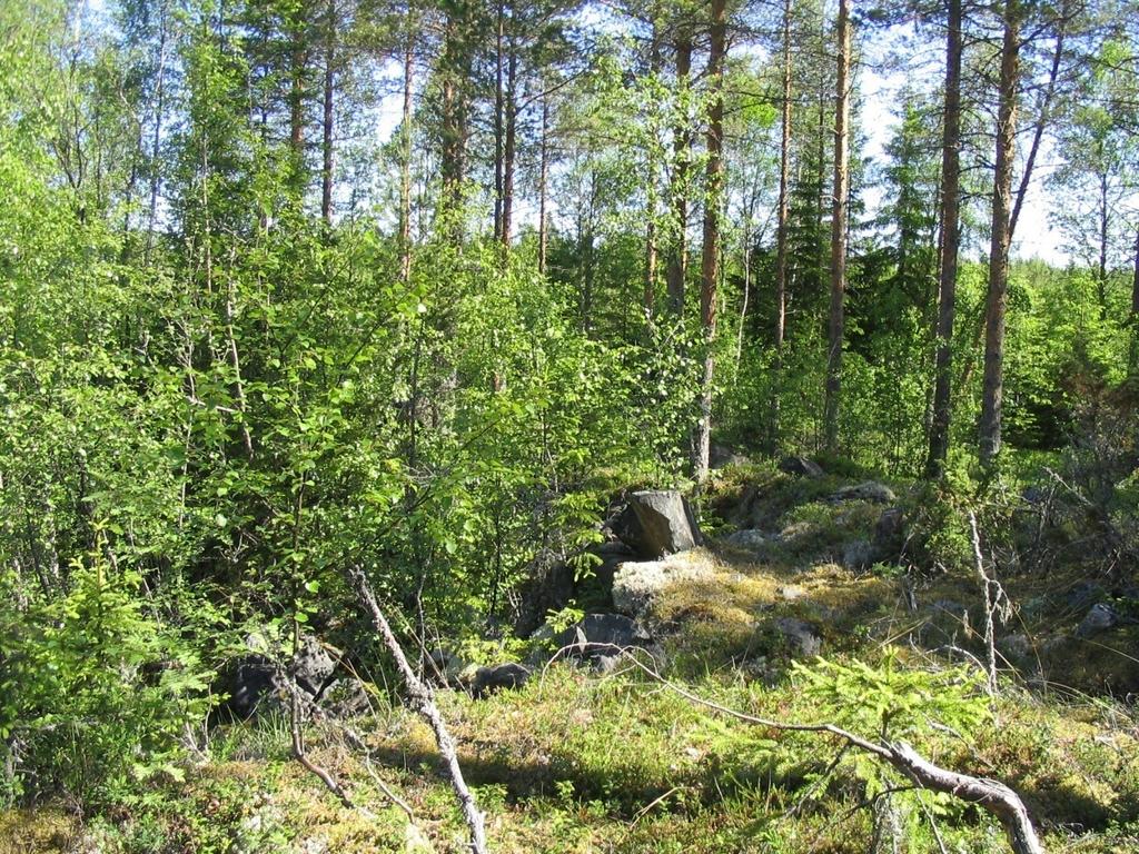 Etelästä. Kuva Katja Vuoristo. DG715:2.