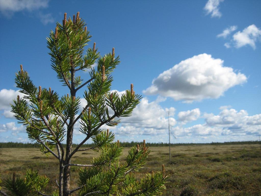 Pohjois-Pohjanmaan turvetuotannon 2012 2040 vesistövaikutusten arviointi Osa