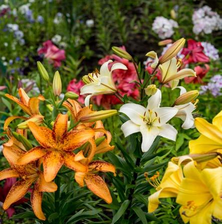 Noin puolen tunnin ajomatkan päässä Pitlochrystä Aberfeldyssä sijaitseva Cluny House Garden -puutarha on päivän vierailukohteemme.