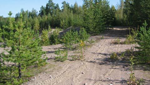 Sekapuuna kasvaa hiukan koivua ja mäntyä. Kuusialikasvosta on vähän. Kuviolla kulkee runsaasti polkuja ja metsäteitä. Koulun ja paloaseman ympäristö on pääasiassa kanervatyypin (CT) kuivaa kangasta.