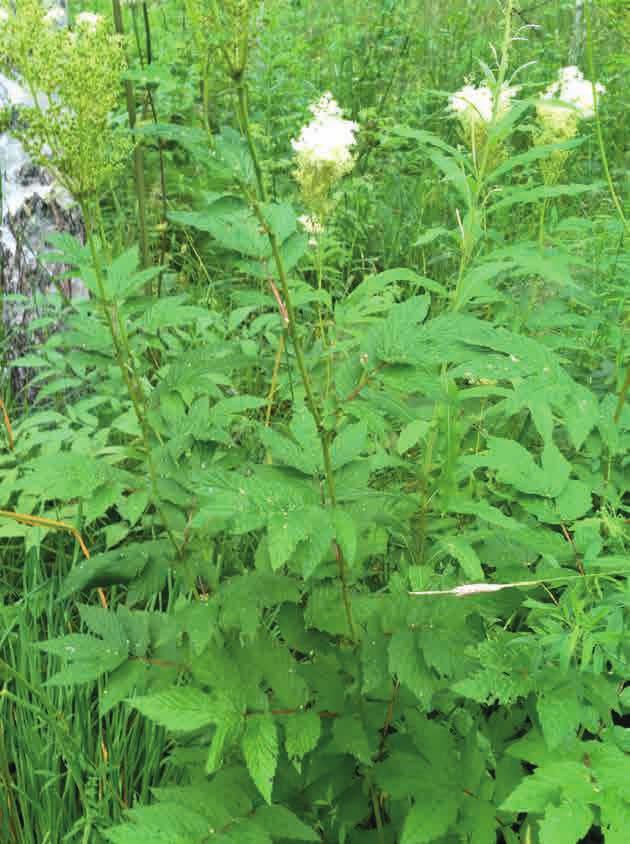 Mesiangervo ja nivelten toiminta Heinäkuussa 2016 mesiangervoa (Filipendula ulmaria, aik. Spirea ulmaria) tutkittiin luonnossa kasvupaikallaan Heinävedellä Valamon luostarin lähellä.